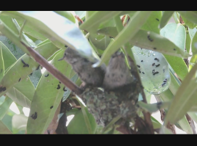 Thumbnail image for Panorama Hummingbirds