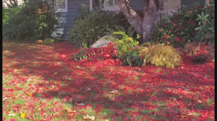 Thumbnail image for Fall Leaves 2020 Pics and Clips