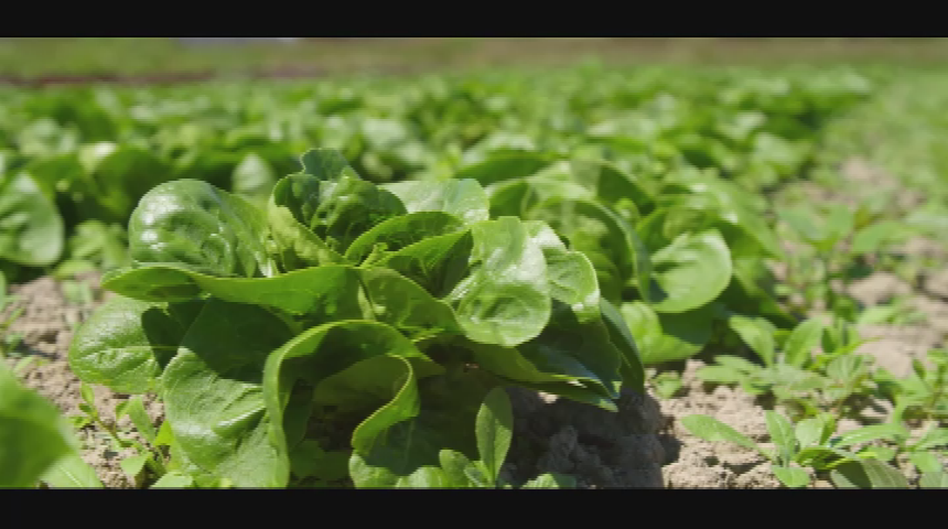 Thumbnail image for Washington Grown: Small Farms