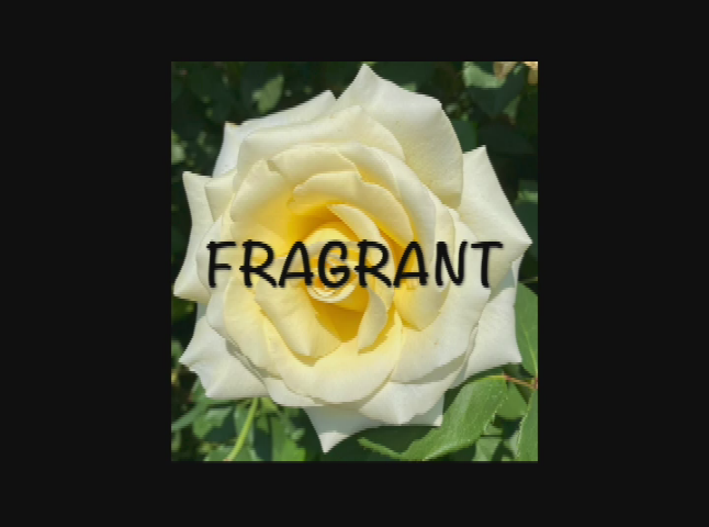 Thumbnail image for A Farewell To Summer Blooms