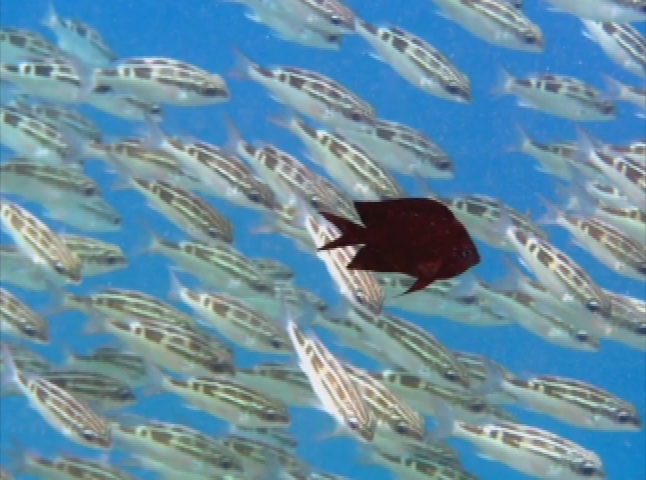 Thumbnail image for Armchair Travel - Bonaire Underwater Photography with Sally Vogel - 2021