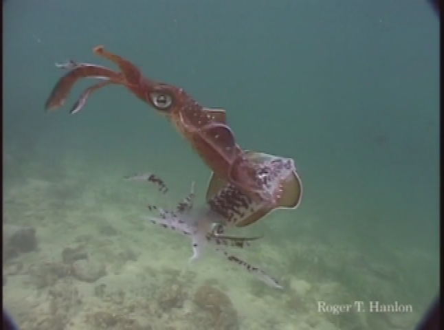 Thumbnail image for TED: Underwater Astonishment