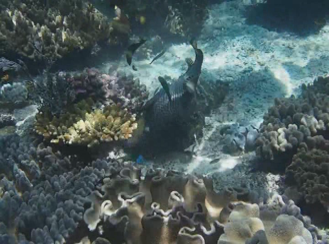 Thumbnail image for Armchair Travel - Underwater Videos with Sally Vogel - 2021