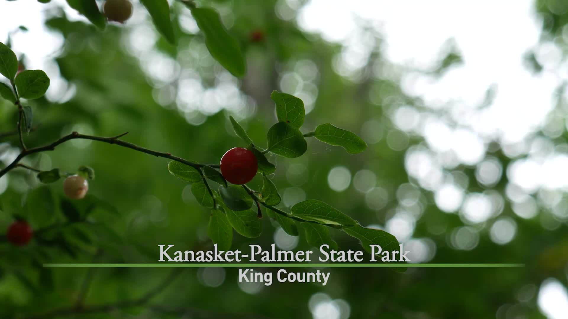 Thumbnail image for Kanaskat-Palmer State Park