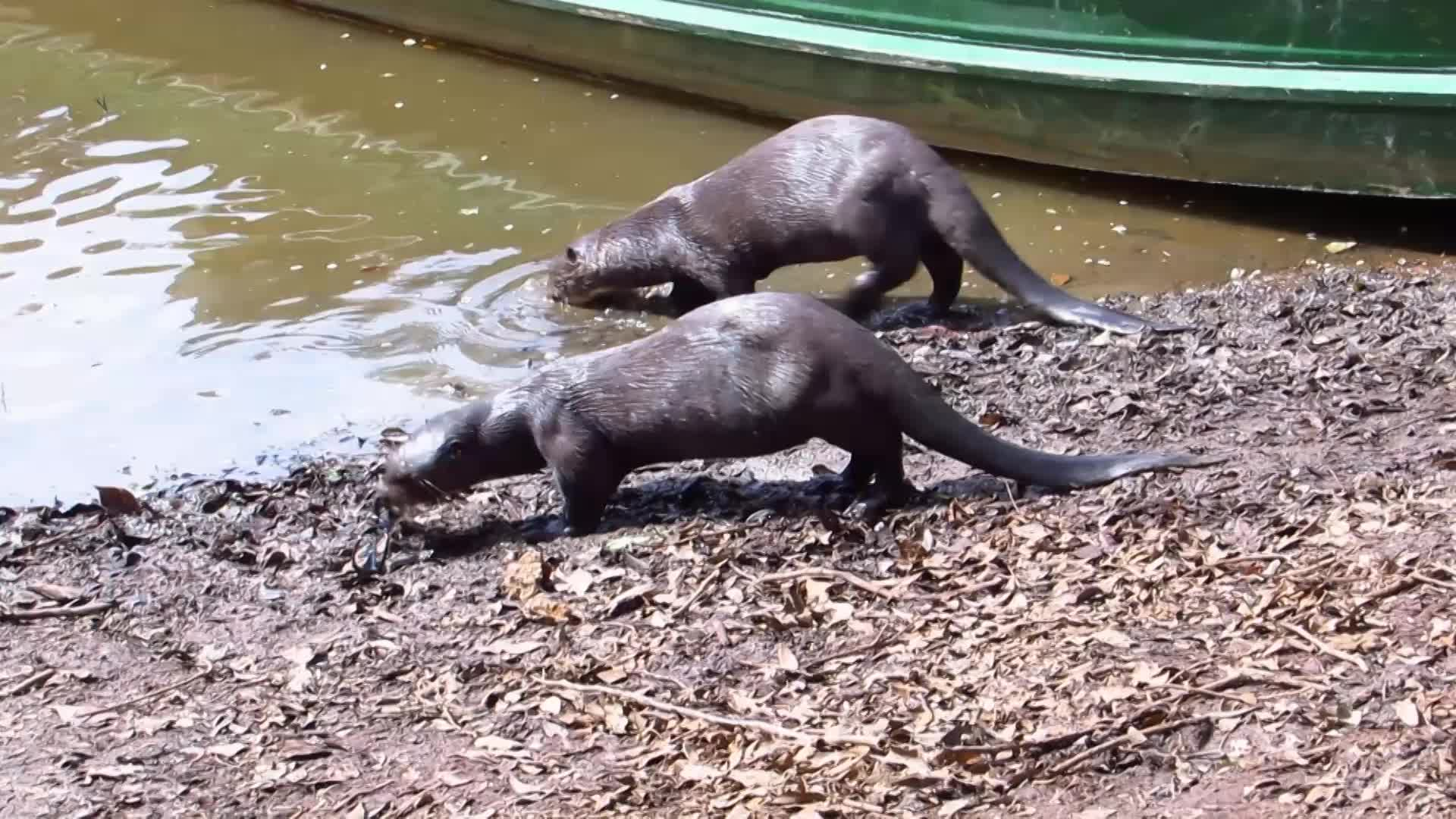 Thumbnail image for Armchair Travel - Raising Giant Otters with Sally Vogel - 2023