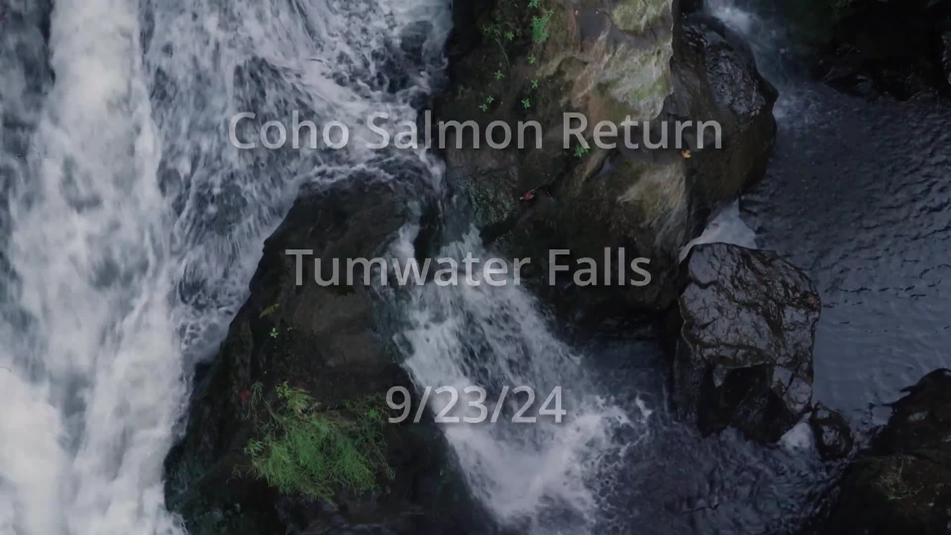 Thumbnail image for Coho Salmon Return - Tumwater Falls