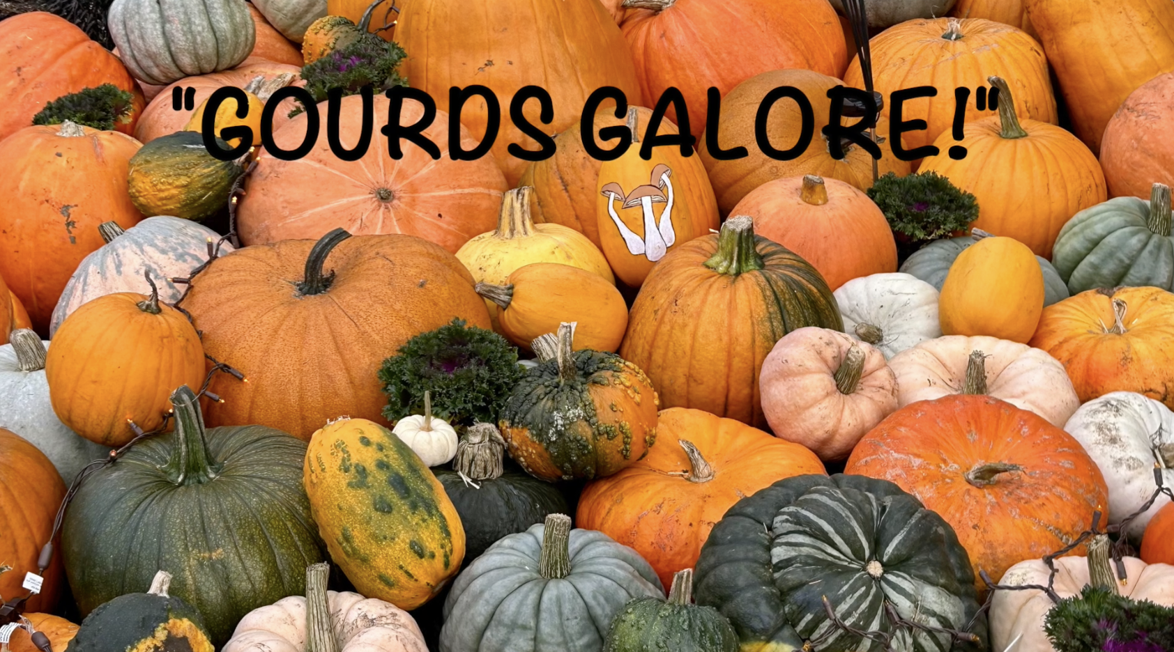 Thumbnail image for Gourds Galore!