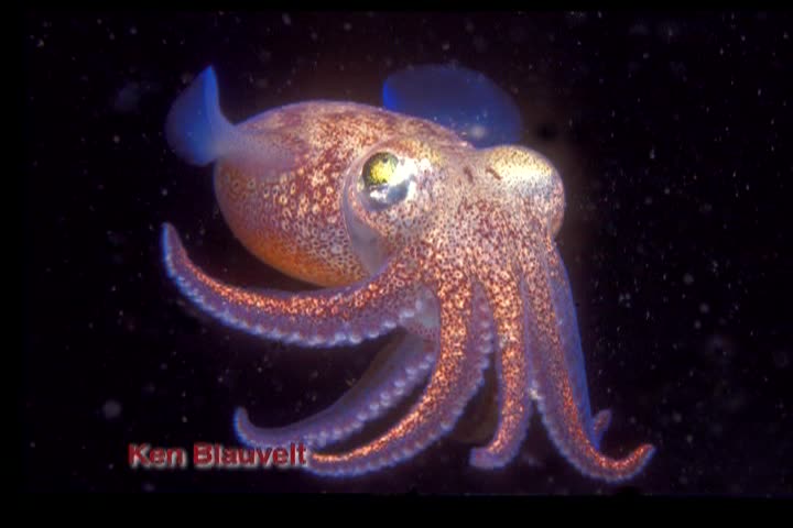 Thumbnail image for SEA Inside West Coast Fisheries