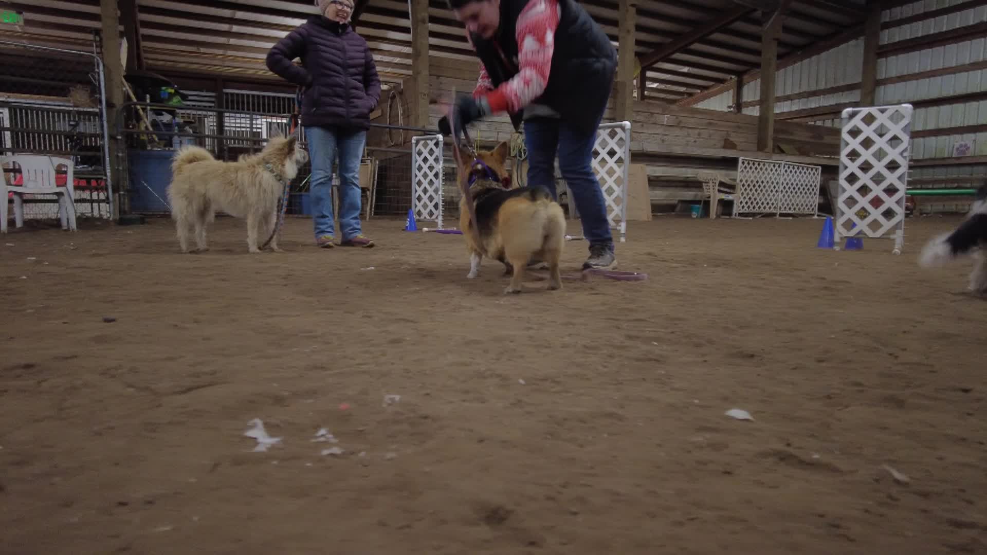 Thumbnail image for Pan Pics and Clips - Trip to Fido's Farm