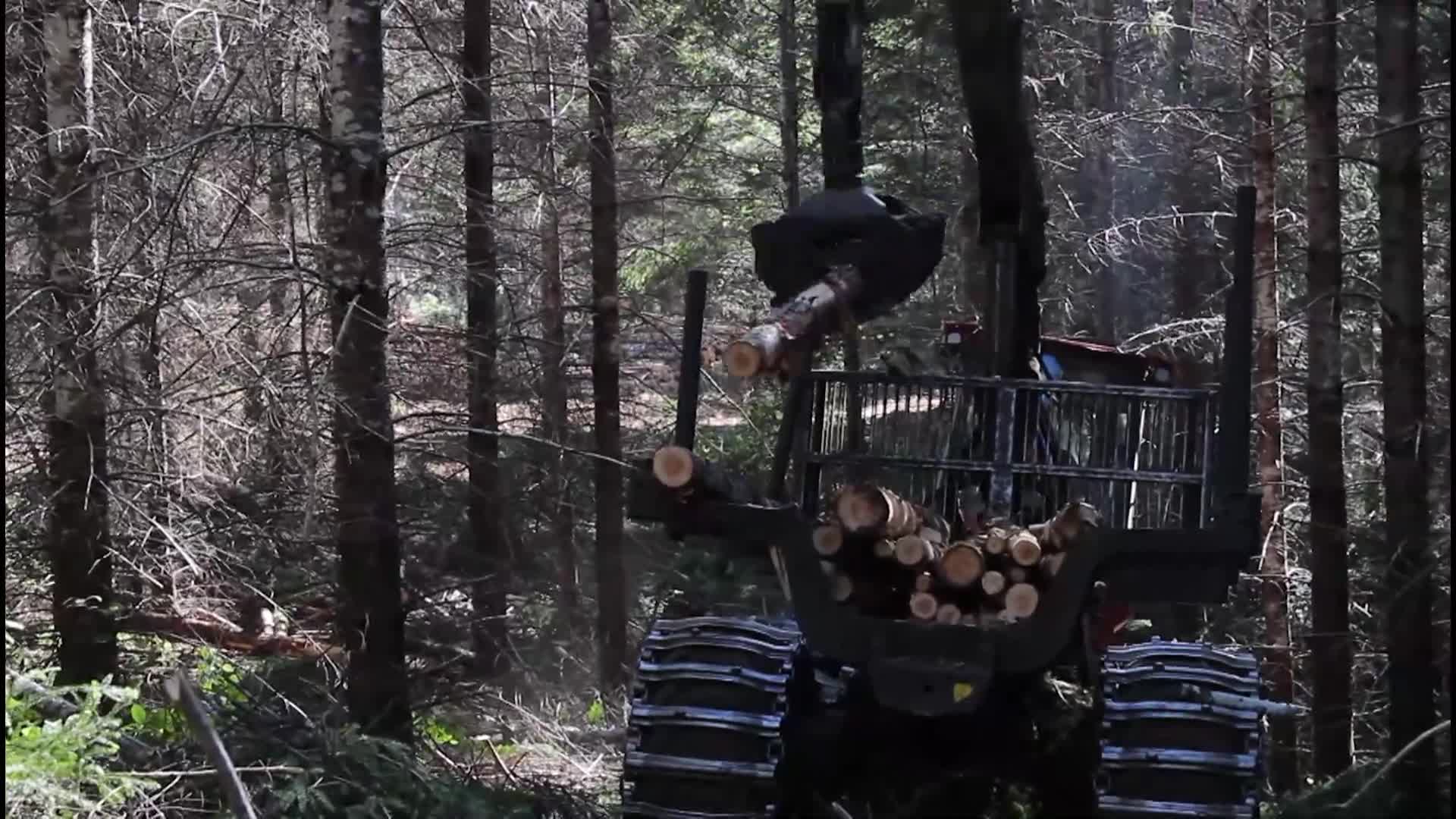 Thumbnail image for TVW The Impact - The Debate Over DNR New Forest Conservation Policy