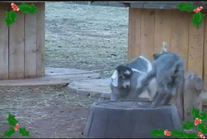 Thumbnail image for Jingle Bell Goats